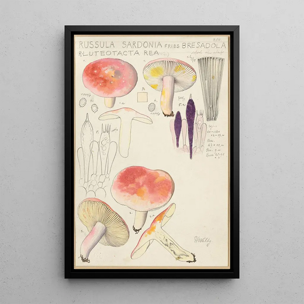 Russula sardonia - Hans Baldung — indrammet kunstværk på væggen