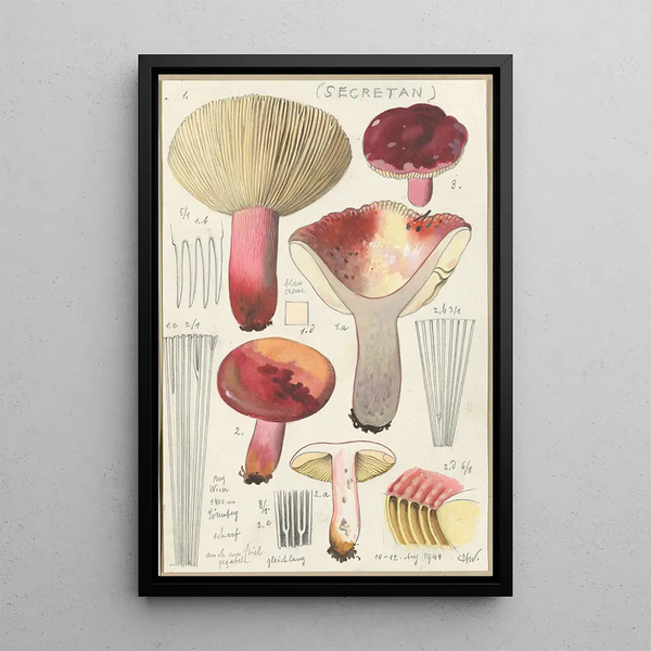 Russula secretan - Hans Baldung — indrammet kunstværk på væggen