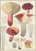 Russula secretan - Hans Baldung — visning af kunstværket