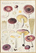 Russula turci - Hans Baldung — visning af kunstværket