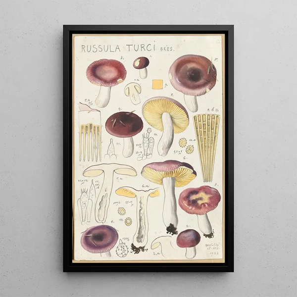 Russula turci - Hans Baldung — indrammet kunstværk på væggen