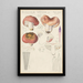 Russula vesca - Hans Baldung — indrammet kunstværk på væggen
