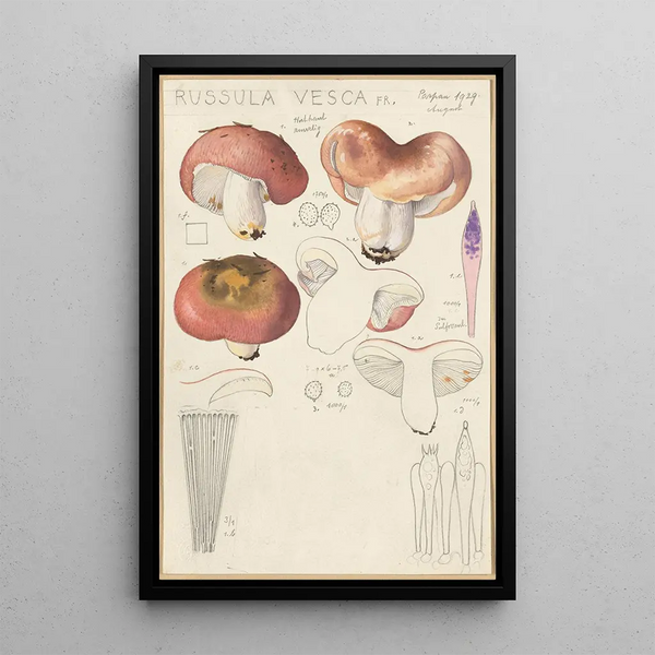 Russula vesca - Hans Baldung — indrammet kunstværk på væggen