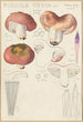 Russula vesca - Hans Baldung — visning af kunstværket