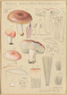 Russula vesca subsp Depallens singer - Hans Baldung — visning af kunstværket