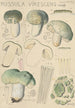 Russula virescens - Hans Baldung — visning af kunstværket
