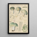 Russula virescens - Hans Baldung — indrammet kunstværk på væggen