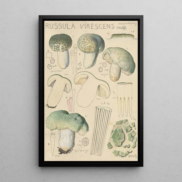 Russula virescens - Hans Baldung — indrammet kunstværk på væggen