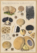 Scleroderma aurantium Pers - Hans Baldung — visning af kunstværket