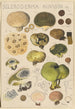 Scleroderma bovista - Hans Baldung — visning af kunstværket