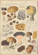Scleroderma verrucosum - Hans Baldung — visning af kunstværket