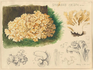 Sparassis crispa - Hans Baldung — visning af kunstværket