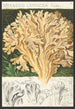 Sparassis laminosa Fries - Hans Baldung — visning af kunstværket