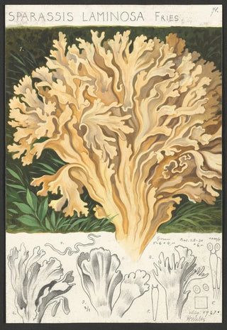 Hans Walty - Sparassis laminosa Fries.webp