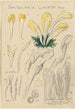 Spathularia clavata - Hans Baldung — visning af kunstværket