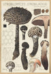 Strobilomyces strobilaceus Scop Berk - Hans Baldung — visning af kunstværket