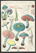 Stropharia aeruginosa Curt - Hans Baldung — visning af kunstværket
