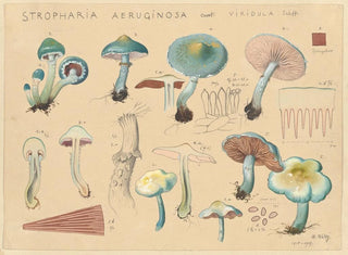 Hans Walty - Stropharia aeruginosa Curt viridula Schff.webp