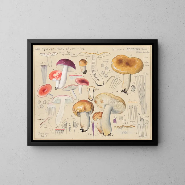 Russula foetens - Hans Baldung — indrammet kunstværk på væggen
