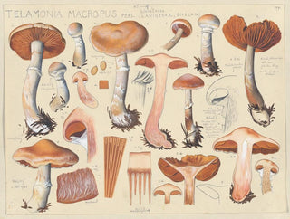 Telamonia macropus - Hans Baldung — visning af kunstværket