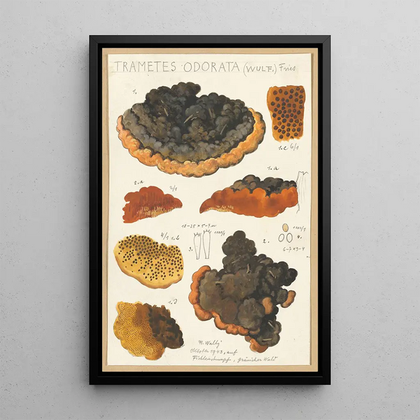 Trametes odorata Wulf Fries - Hans Baldung — indrammet kunstværk på væggen