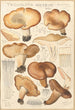 Tricholoma acerbum - Hans Baldung — visning af kunstværket