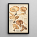 Tricholoma acerbum - Hans Baldung — indrammet kunstværk på væggen
