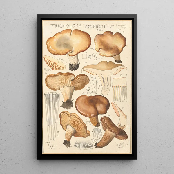 Tricholoma acerbum - Hans Baldung — indrammet kunstværk på væggen