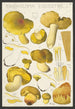 Tricholoma equestre L - Hans Baldung — visning af kunstværket