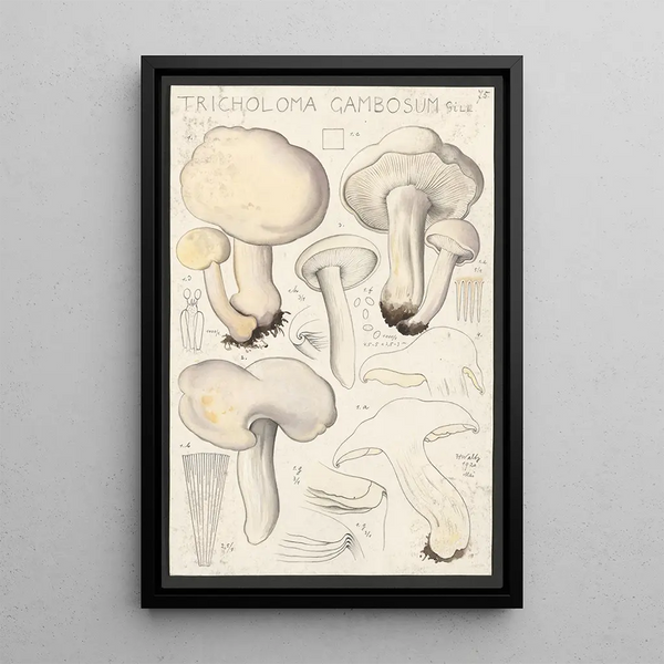 Tricholoma gambosum Gill - Hans Baldung — indrammet kunstværk på væggen