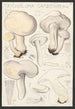 Tricholoma gambosum Gill - Hans Baldung — visning af kunstværket