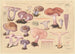 Tricholoma nudum Bull 1789 Rhodopaxillus nudus Maire - Hans Baldung — visning af kunstværket