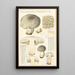 Tricholoma pardinum Q - Hans Baldung — indrammet kunstværk på væggen