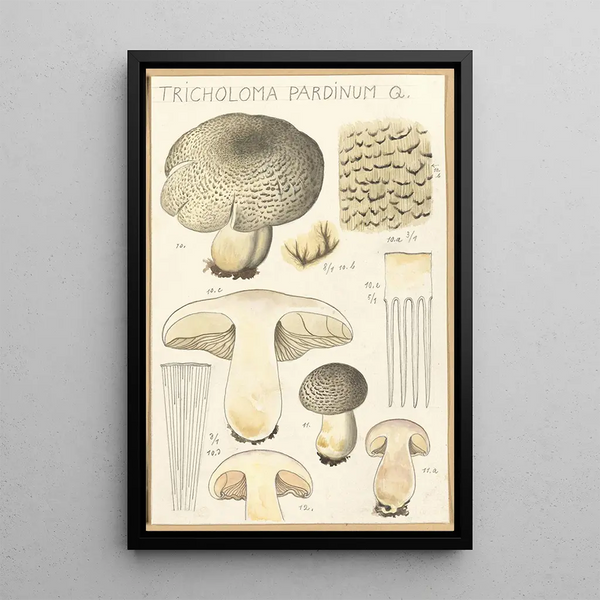 Tricholoma pardinum Q - Hans Baldung — indrammet kunstværk på væggen