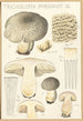 Tricholoma pardinum Q - Hans Baldung — visning af kunstværket