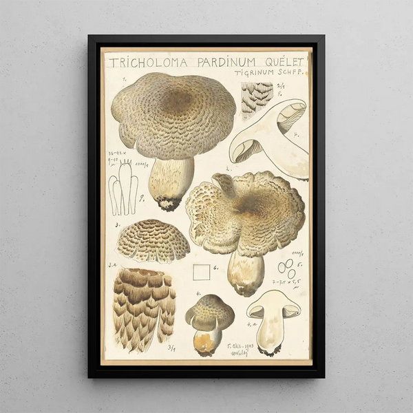 Tricholoma pardinum quelet - Hans Baldung — indrammet kunstværk på væggen