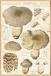Tricholoma pardinum quelet - Hans Baldung — visning af kunstværket