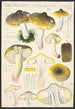 Tricholoma sejunctum Sow - Hans Baldung — visning af kunstværket