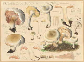 Hans Walty - Tricholoma sudum Fr.webp