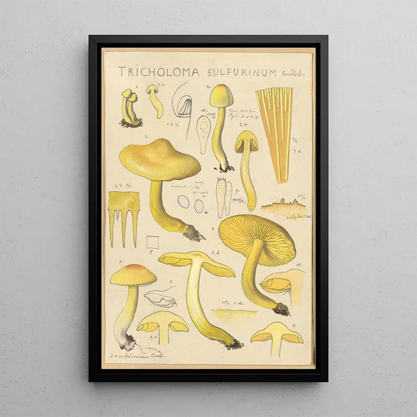 Tricholoma sulfurinum - Hans Baldung — indrammet kunstværk på væggen