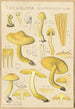Tricholoma sulfurinum - Hans Baldung — visning af kunstværket