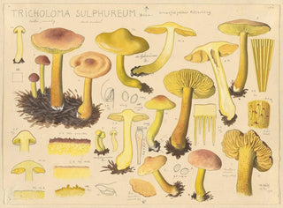 Tricholome soufré - Hans Baldung — visning af kunstværket