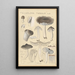 Tricholoma terreum - Hans Baldung — indrammet kunstværk på væggen