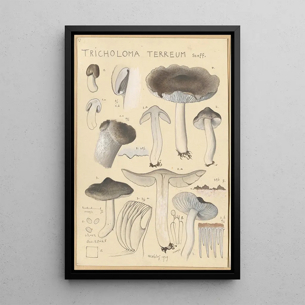 Tricholoma terreum - Hans Baldung — indrammet kunstværk på væggen
