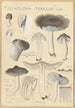 Tricholoma terreum - Hans Baldung — visning af kunstværket