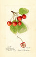 Prunus avium Cleveland - Harriet L Thompson — visning af kunstværket
