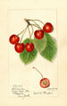 Prunus avium Florence - Harriet L Thompson — visning af kunstværket