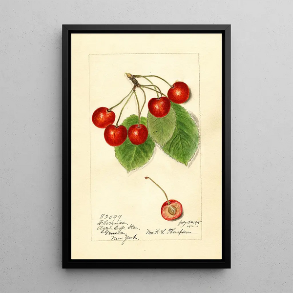 Prunus avium Florence - Harriet L Thompson — indrammet kunstværk på væggen