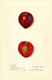 Prunus domestica Methley - Harriet L Thompson — visning af kunstværket