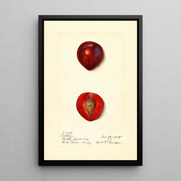 Prunus domestica Methley - Harriet L Thompson — indrammet kunstværk på væggen